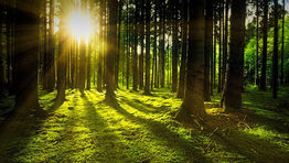 Trees4Travel rebrands as the Zeero Group